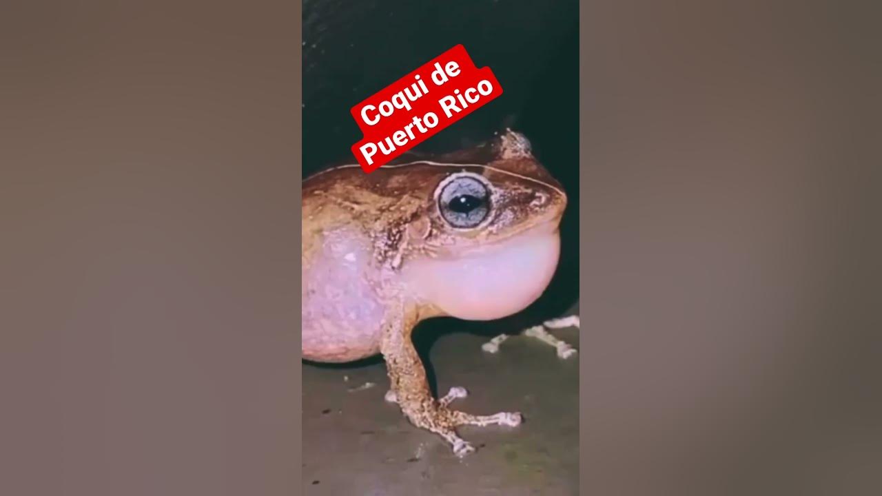 You are hearing the sound of the coquí, a tiny tree frog native to Puerto Rico. You are hearing the sound of the coquí, a tiny tree frog native to Puerto Rico.