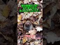 潜伏勤務3日目！まだ影も形も見えないんだけど！