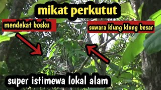 Download Lagu Mikat perkutut target suwara super besar klung klung MP3