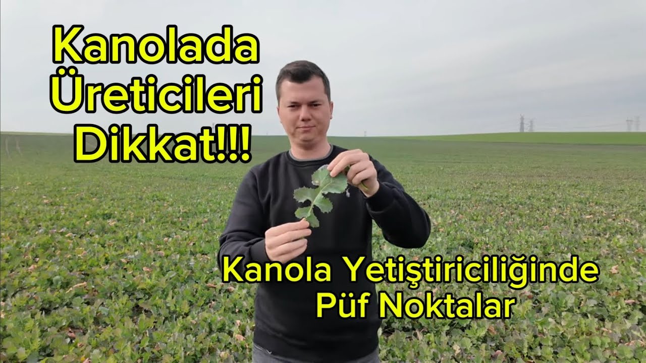 KANOLA YETİŞTİRİCİLİĞİ VE ARAZİDEKİ SON DURUM BÖLÜM 1