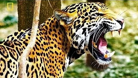 Jaguar Documentary - The Real King Of The Jungle - History Channel HD