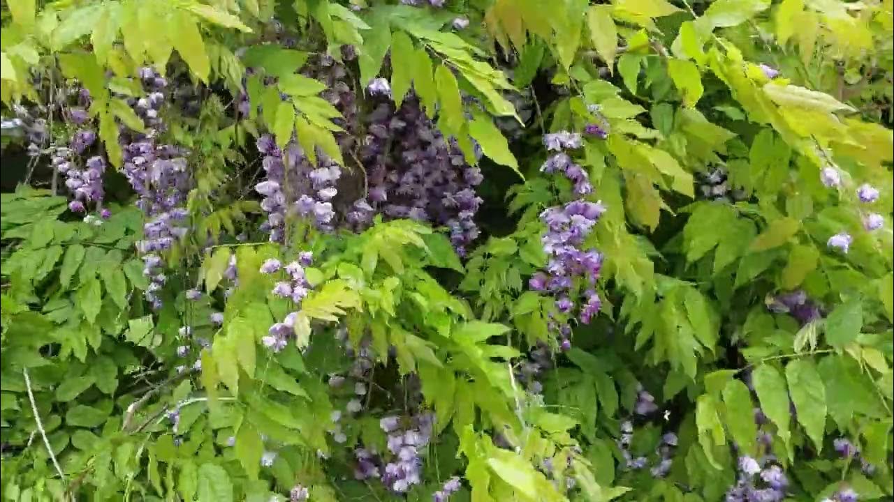 Глициния махровая - YouTube