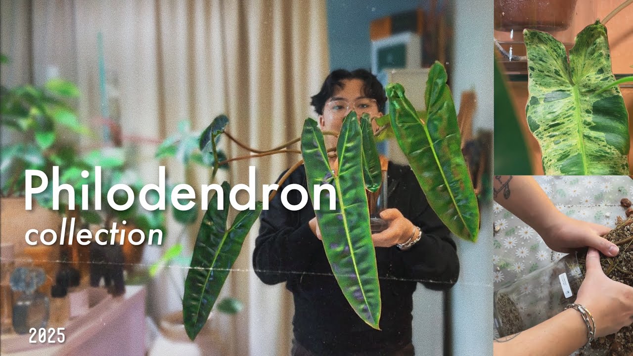 My Entire Philodendron Collection | asmr repotting billietiae & mayoi ~ houseplant chores