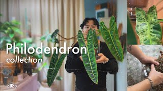 My Entire Philodendron Collection | asmr repotting billietiae & mayoi ~ houseplant chores