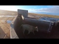 Watch me unload 86 cows at a massive feedlot