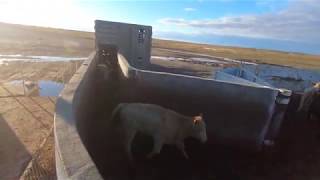 Watch me unload 86 cows at a massive feedlot