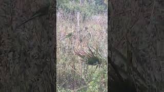 #parrotlovers ##parrot ##shortvideo ##subscribe
