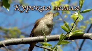 Юрий Сухов  - Курская Земля      авторская песня