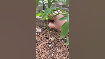 Tomato plants | Tomato pruning | Garden zone 7 #homestead #garden