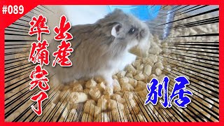 【ハムスター】オスメス別居＆出産用準備完了！いつでもいいぞ！「ロボロフスキーハムスター 飼い方 かわいい 可愛い 癒し おもしろ 仓鼠 roborovski hamster」#089