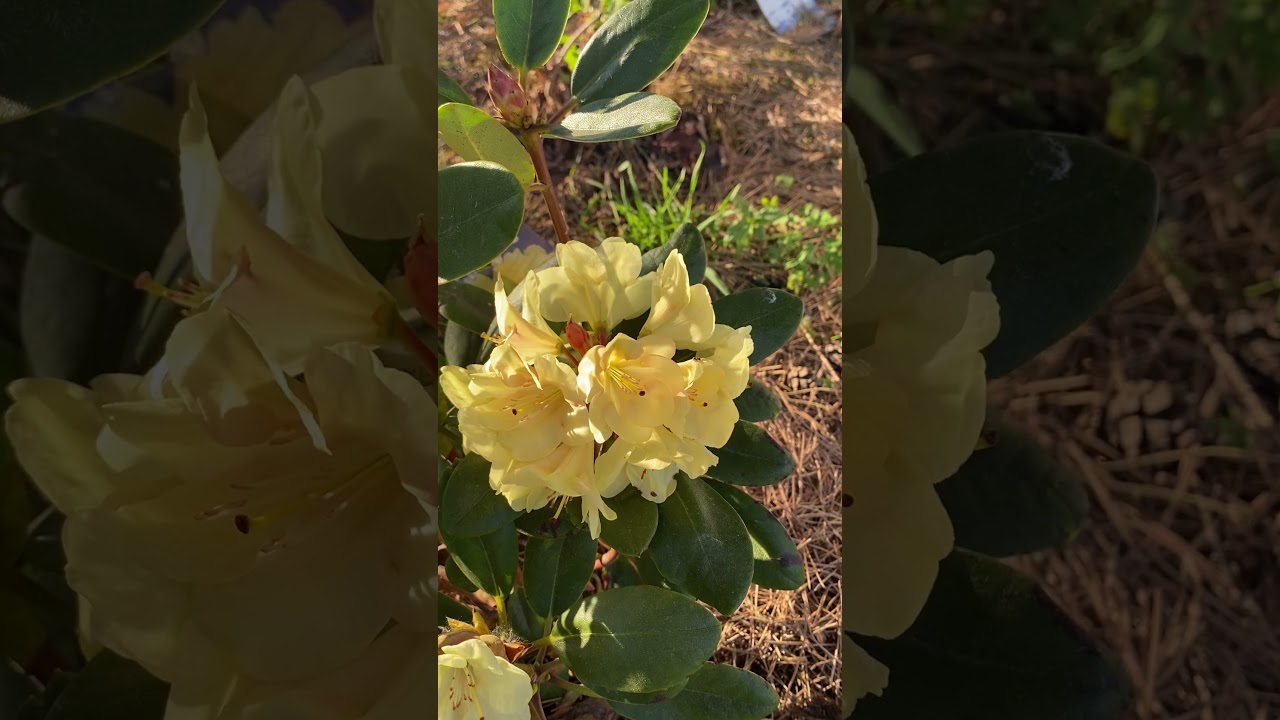 Goldinetta #rhododendron and the first inflorescence. Very interesting soft  yellow #color #garden... - YouTube