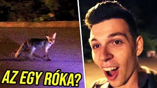 KÖZEL JÖTT, FÉLEK! 🦊 Éjfél Után Az Erdőben PokemonGO!