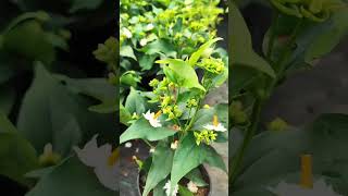 Grow Parijat or Harsingar at home