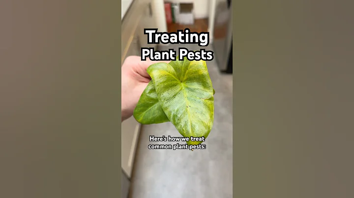 Here’s how we get rid of spider mites, mealybug, thrips, and fungus gnats! 🌱 #plantcare #plants