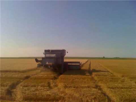 Martin farms wheat harvest 2009