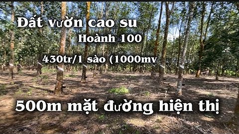 ĐẤT VƯỜN TRỒNG CAO SU 500m MẶT TIỀN ĐƯỜNG CAO SU HOÀNH 100 GIÁ 430tr/1000mv ĐƯỜNG BÊ TÔNG 