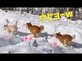 雪のドッグランが最高すぎた柴犬たち・・・笑