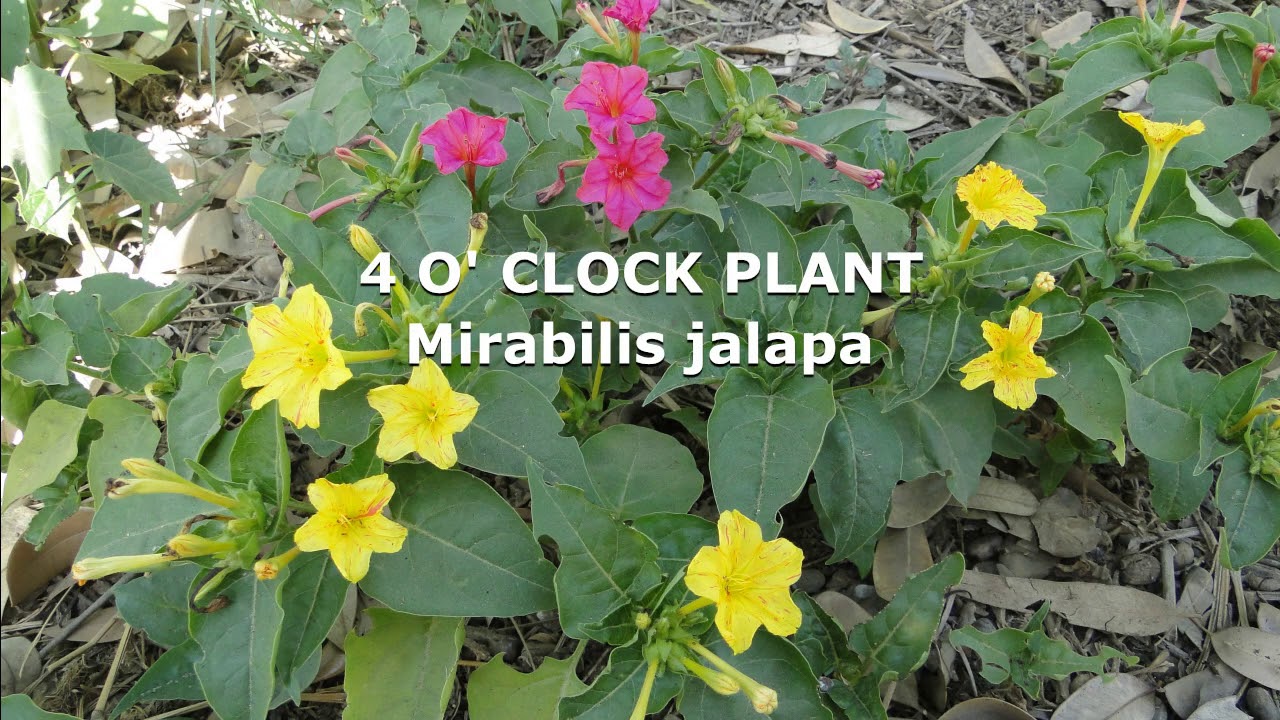 Medicinal Plants for School Herbal Garden