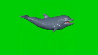 Green screen dolphin swim fx effect. Unbelievable MUST WATCH by everyone.