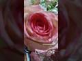 Pink roses 💗 #aestheticvibes #creativephotography #beautifulmoments #macrophotography