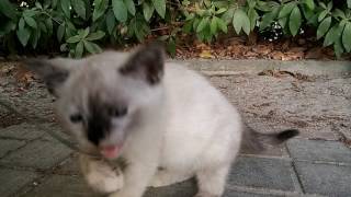 公園の野良子猫、元気良く遊んでます。