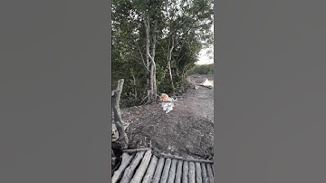 Hai anh em vào đầm câu cá nâu!!!