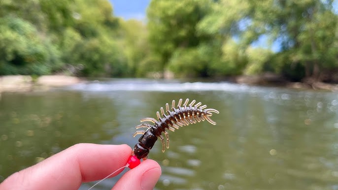 Bank Fishing The River With Nikko Hellgrammites ( Small Mouth Candy ) 