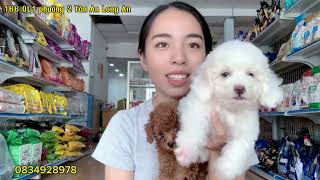 2 bé poodle siêu cưng tìm nhà mới tại LoHa Pet Shop