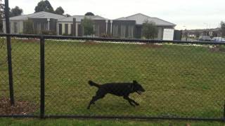 Nox - The Australian Kelpie - jumping the dog park fence.  Prison escape. by Nox M 2,478 views 8 years ago 21 seconds