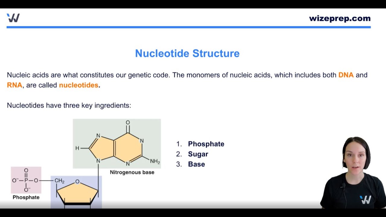 Structure Of Nucleic Acids Monomers
