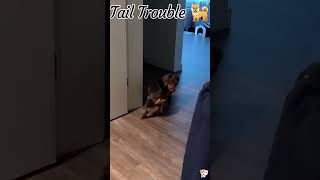 Funny Puppy & Kitten Moments 😂🐾 | Cute Animal Fails Compilation