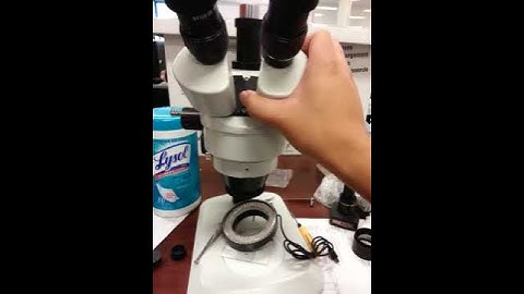 How to adjust for eye distance on Stereo Microscope