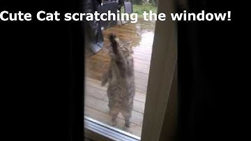 Cute Cat scratching the window!