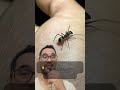 Aranha mímica, já ouviu falar?