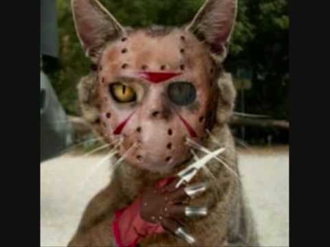 SCARY CATS! - YouTube