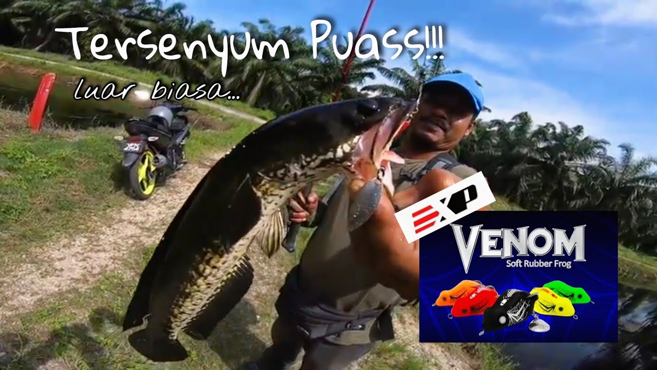 ExP Venom buat aku tersenyum PUASS!!! || Casting Haruan@Gabus 2022 LUARBIASA