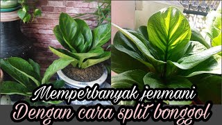 MEMPERBANYAK ANTHURIUM JENMANI
