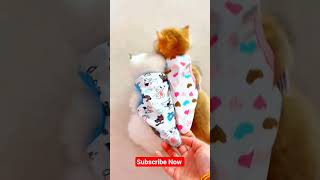 Kitten meowing to attract cats