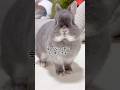 引退うさぎの里親になりました　#shorts #うさぎ #里親うさぎ
