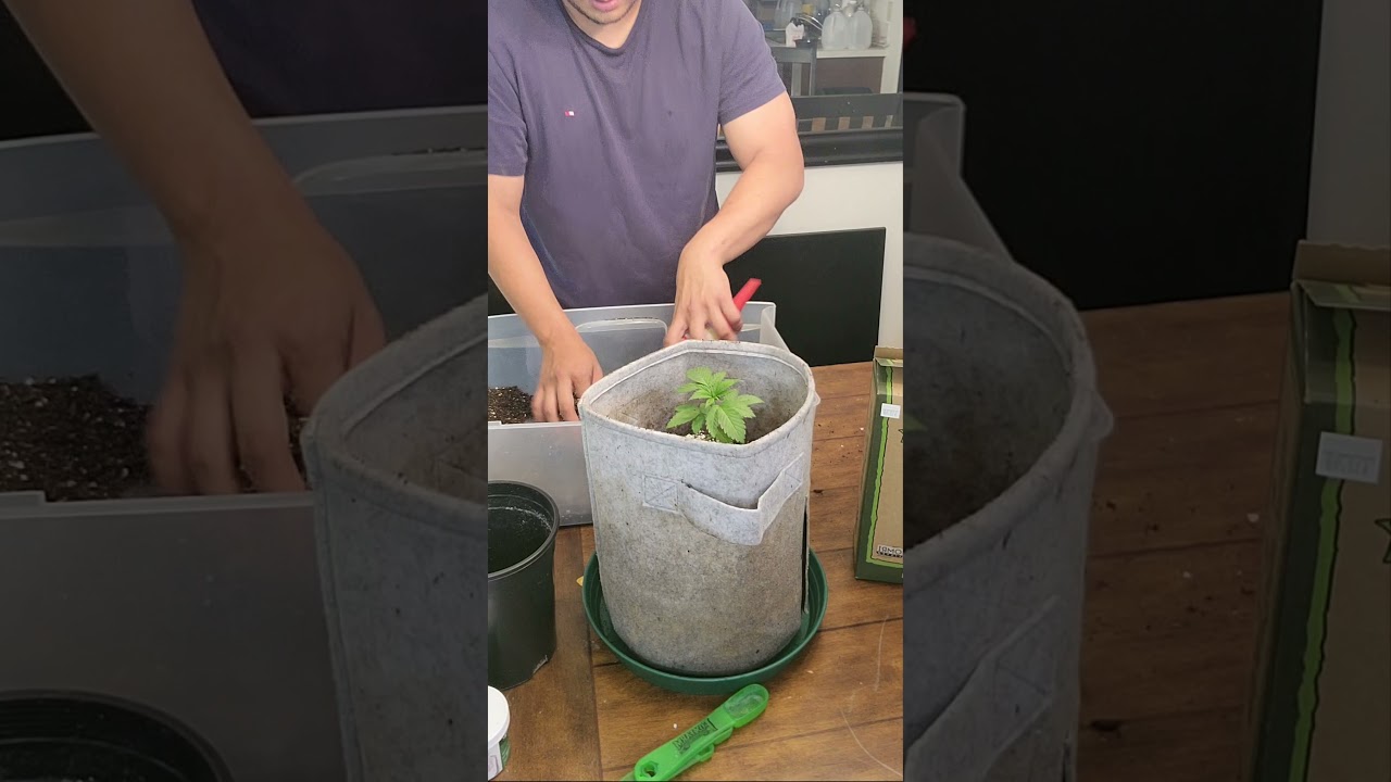 How to transplant from a 1 gallon to a 5 gallon fabric pot