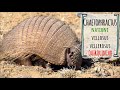 LUZ DE CURUSI Armadillos de Bolivia