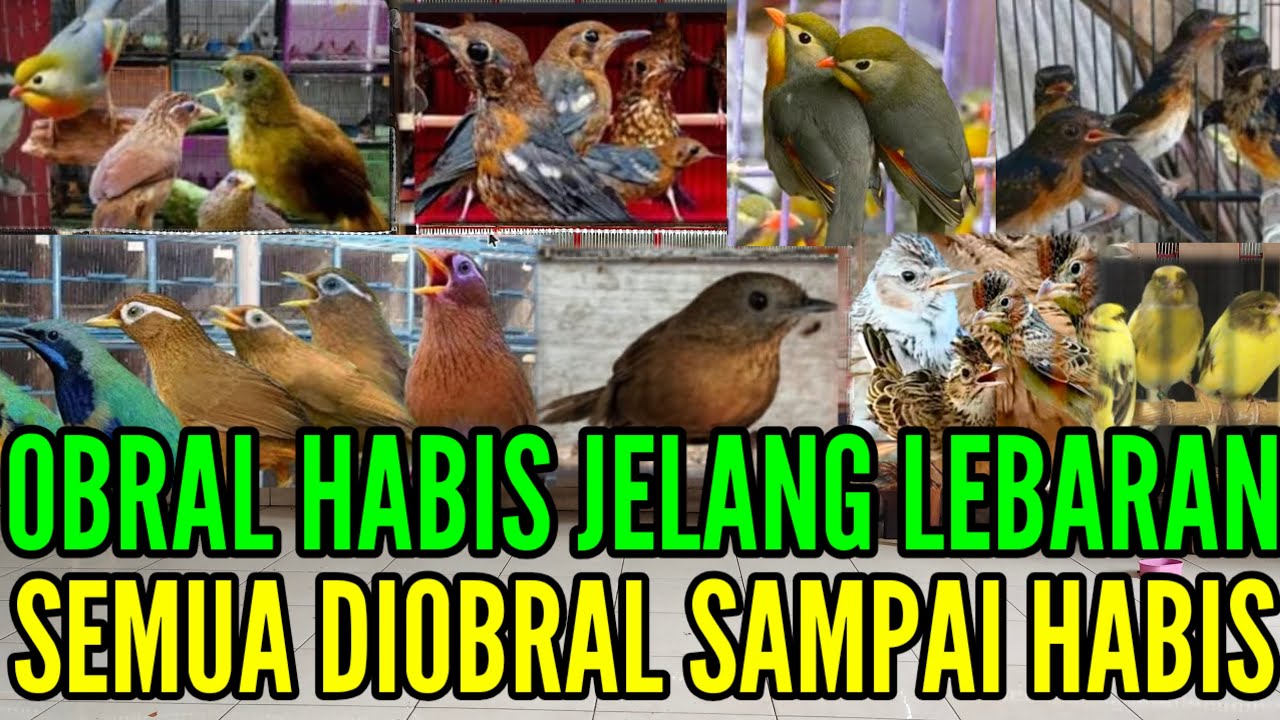 🔴 OBRAL SAMPAI HABIS ! MUMPUNG ADA HARGA MURAH SATSET BOSKUH 0838-7553-6945