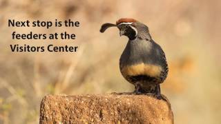 The Birds of Bosque del Apache National Wildlife Refuge in New Mexico. December, 2016