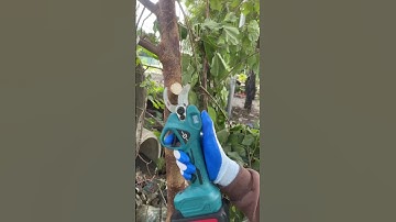 Kéo cắt cành MachTech siêu to, cắt cành 3,5mm vô tư