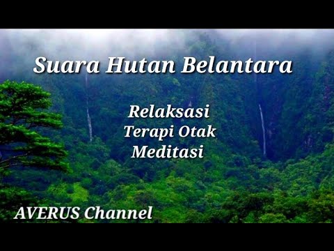 Wild forest sound