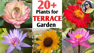 20+ Permanent Summer Plants for Terrace Garden | Overview of Terrace garden in Summer season