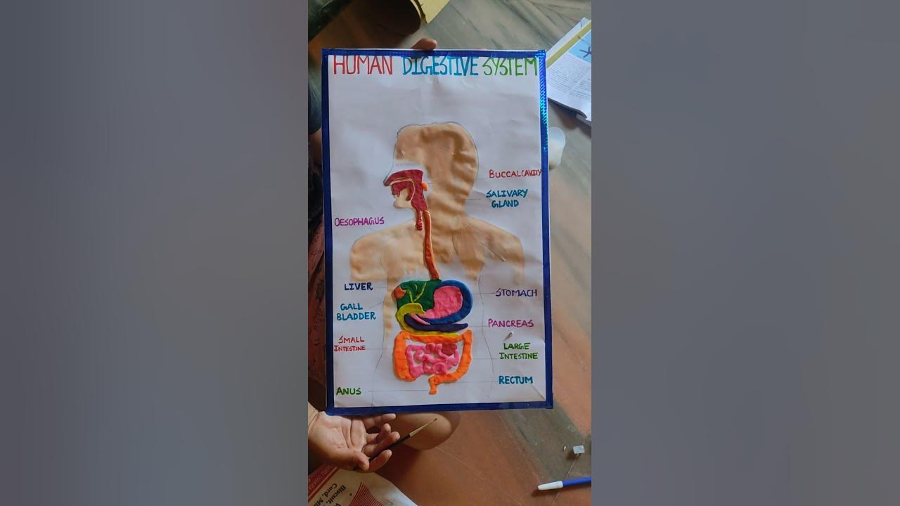 How to prepare Human Digestive system model chart at home..Material ...