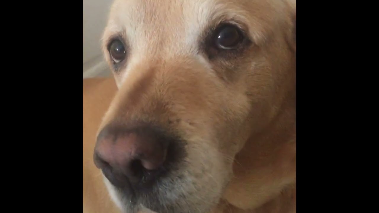 Lab jokes telling my dog Labrador jokes labrador dog dawg YouTube