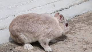 A Healthy Rabbit With No More Scabies Mite Infestation After Treatment In Aug 2018.