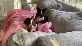 Two Boston Terriers Get Tired And Quit Fighting For The Toy. They Just Take It Easy On A Couch